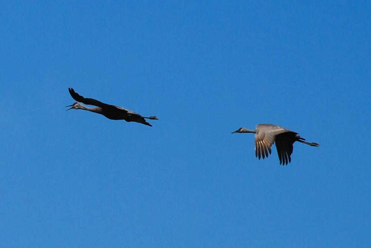Sandhill cranes at the George C. Reifel Migratory Bird Sanctuary